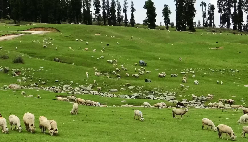 Doodhpathri Wildsnow.in